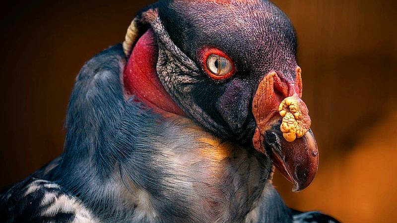 eyelid inversion - health article image 2