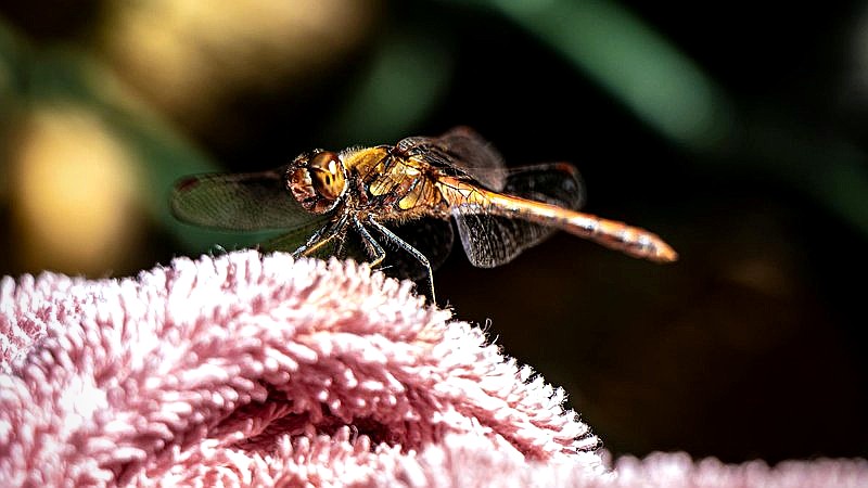 measles exposure - health article image 3