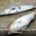 mass animal die-off - health article image 1