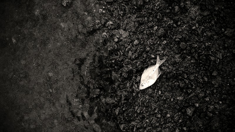 mass animal die-off - health article image 2