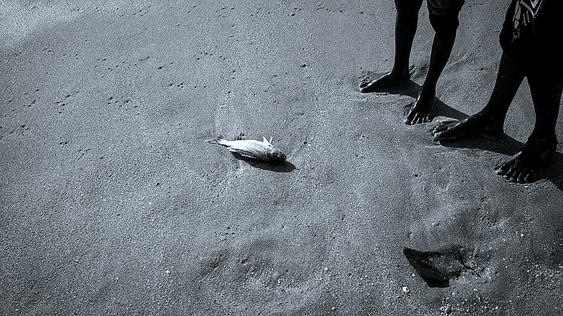 mass animal die-off - health article image 3