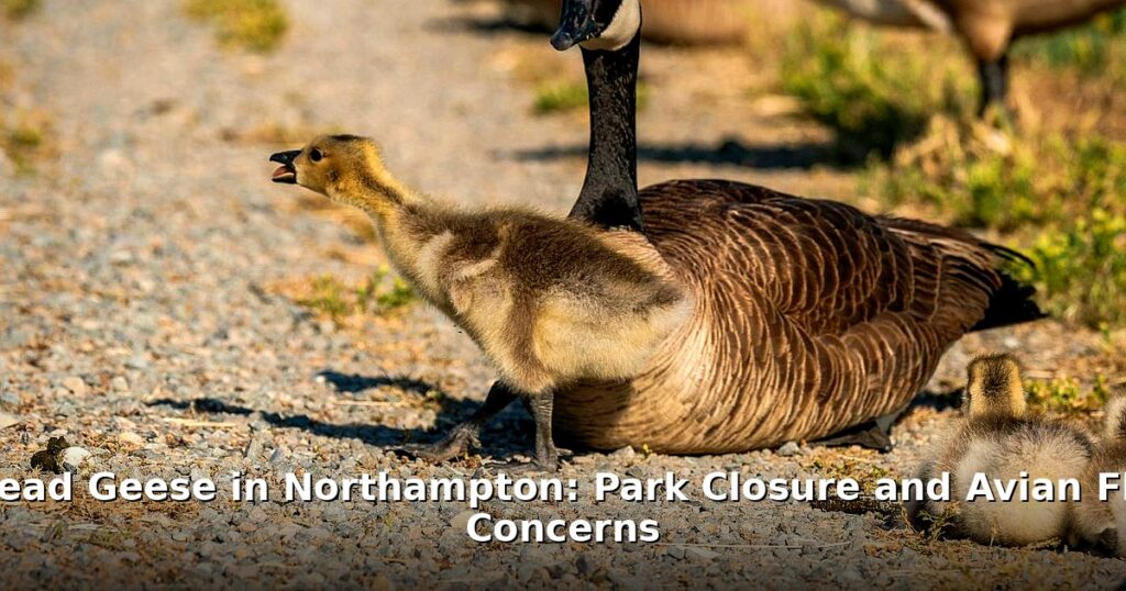 dead geese - health article image 1