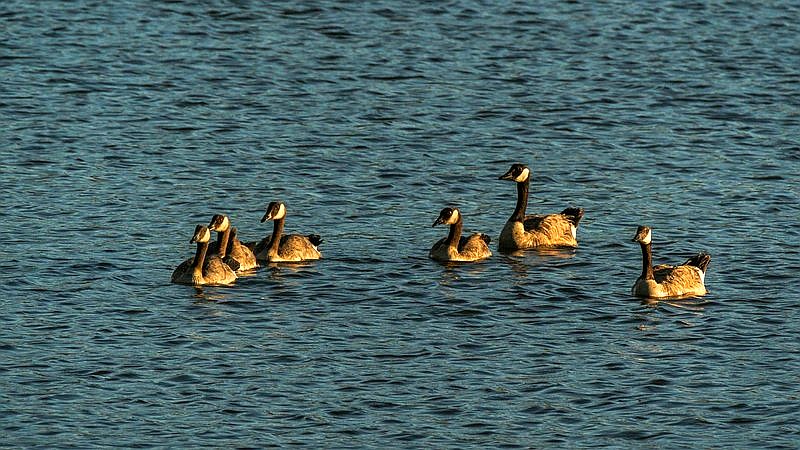 dead geese - health article image 2