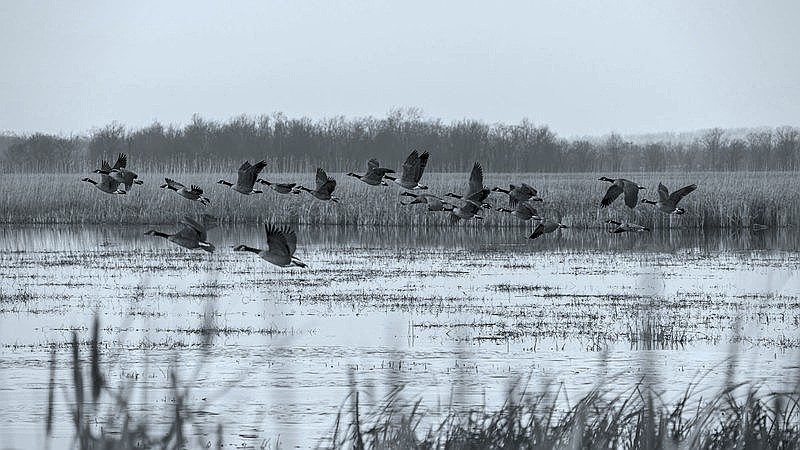 dead geese - health article image 3