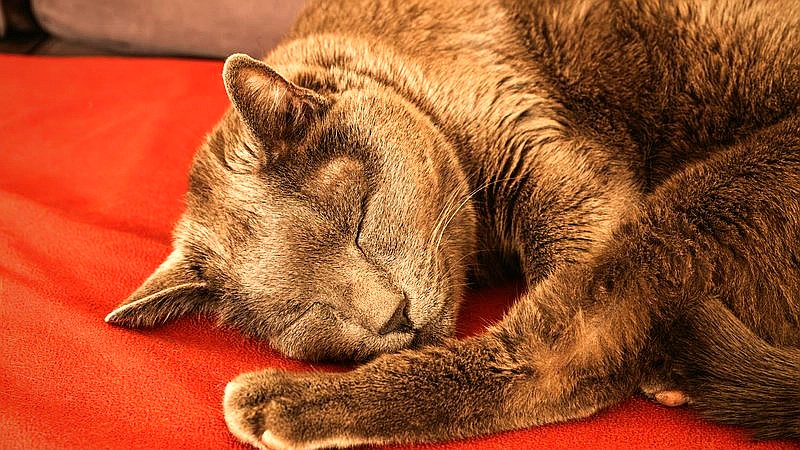 fall asleep fast - health article image 3