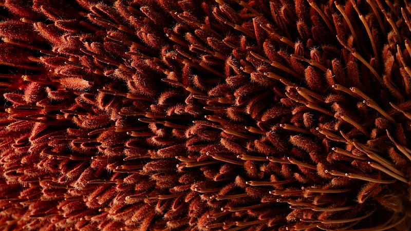 autonomous cytopathology - home improvement article image 3