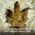 fossil butthole - home improvement article image 1