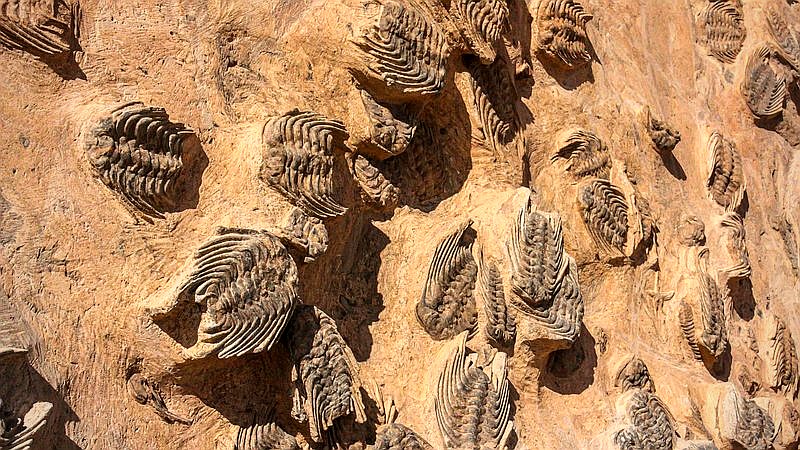 fossil butthole - home improvement article image 2