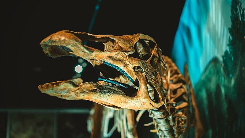 fossil butthole - home improvement article image 3