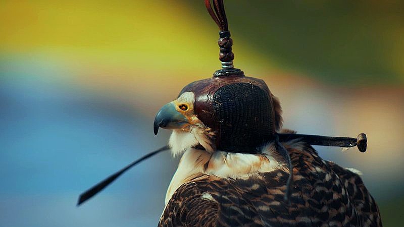 James Pearce Jr. arrest - sport article image 2