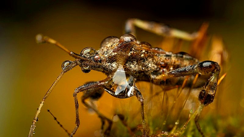 bed bug kryptonite - health article image 2