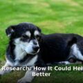 dog longevity research - health article image 1