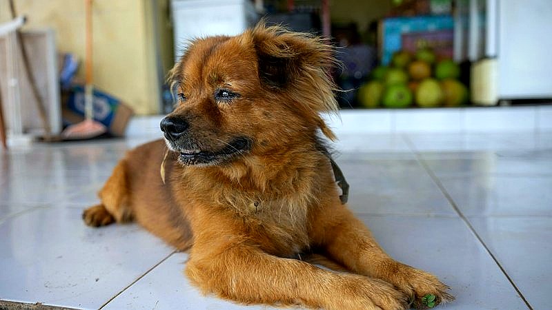 dog longevity research - health article image 2