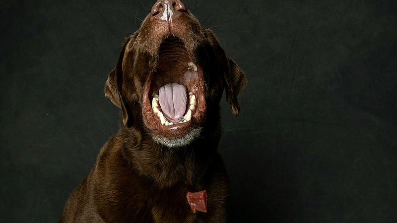 dog longevity research - health article image 3