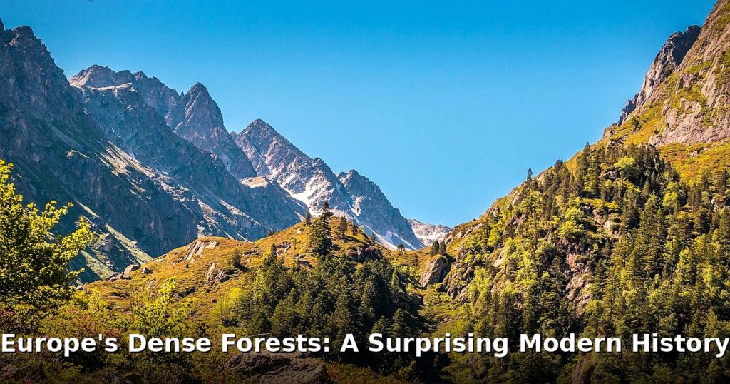 dense forests in Europe - home improvement article image 1