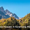 dense forests in Europe - home improvement article image 1