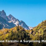 dense forests in Europe - home improvement article image 1