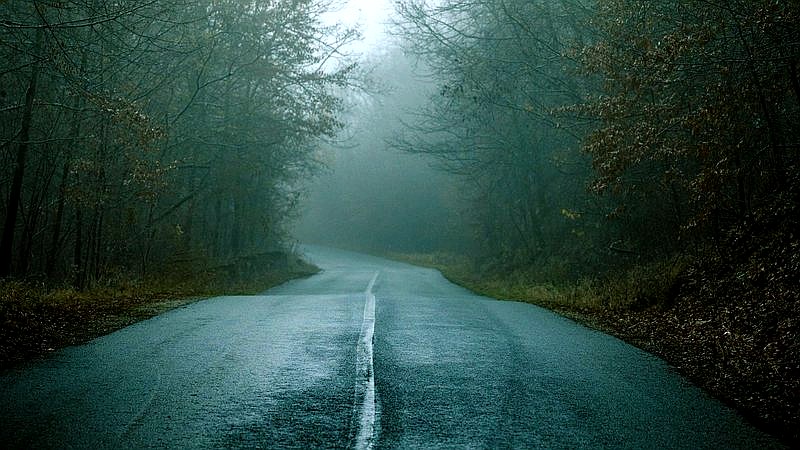 dense forests in Europe - home improvement article image 2