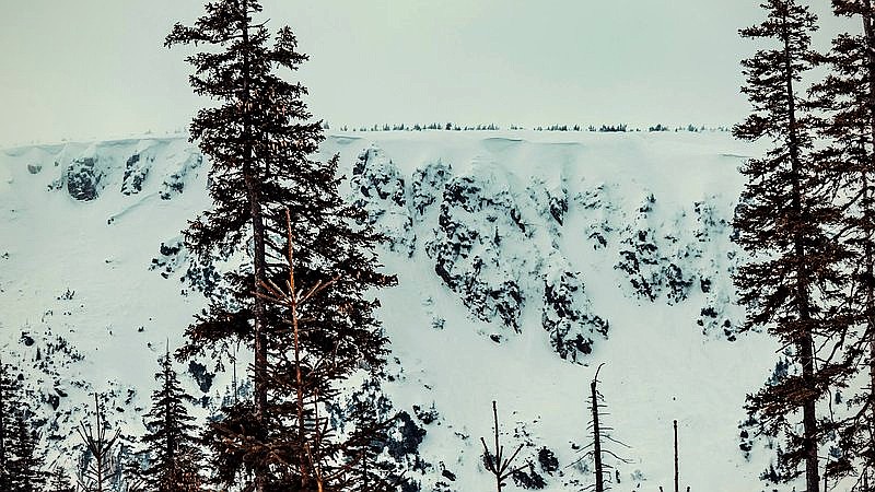 dense forests in Europe - home improvement article image 3