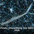 ancient fish - home improvement article image 1