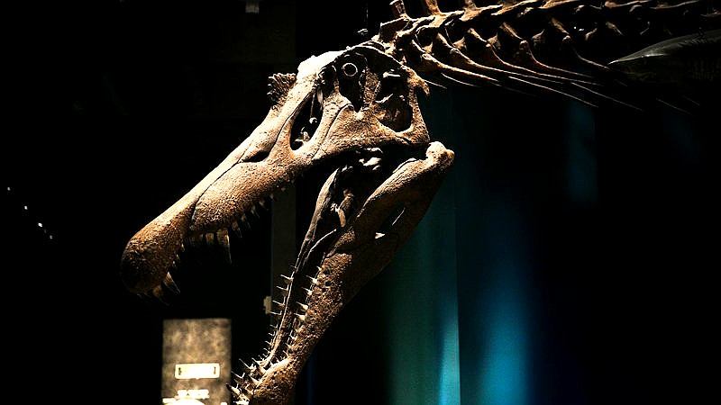 ancient fish - home improvement article image 3