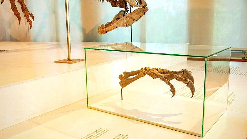 Arctic rhino - home improvement article image 2