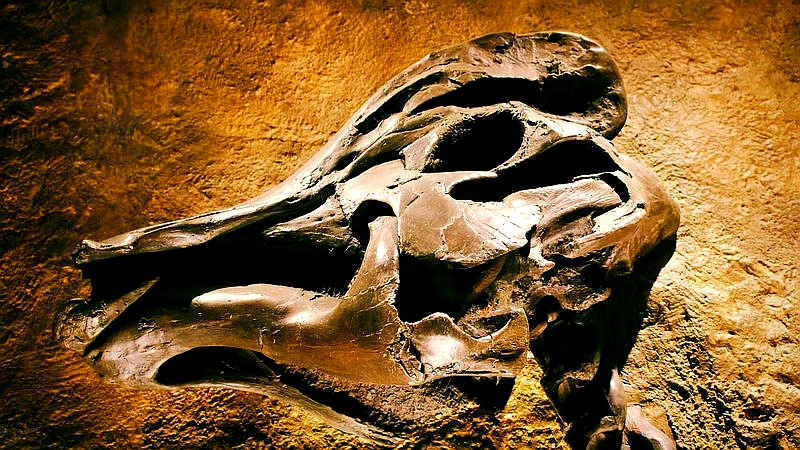 Arctic rhino - home improvement article image 3