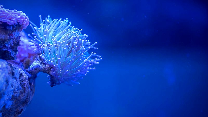 Yonaguni Monument - home improvement article image 3