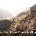 oldest reptile skin fossil - home improvement article image 1