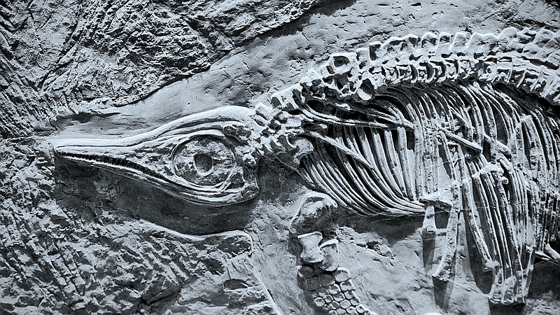 oldest reptile skin fossil - home improvement article image 2