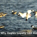 Nakobe Dean Eagles loyalty - sport article image 1