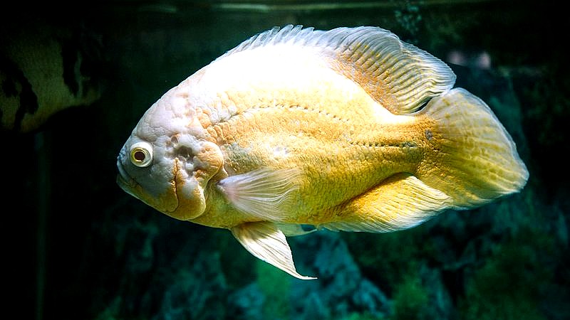 Michael B. Jordan Oscar - travel article image 2