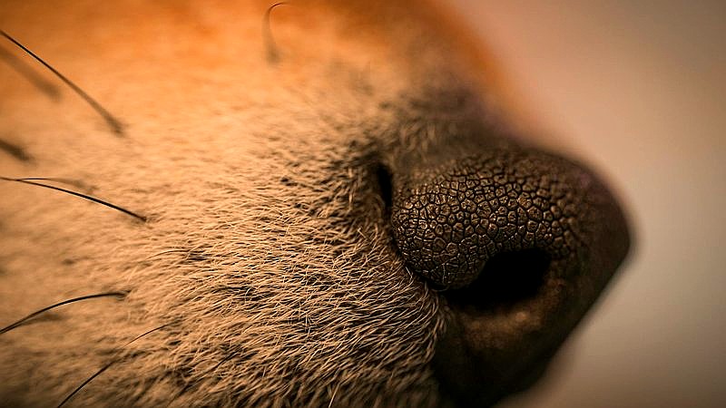 nose picking and alzheimer's - health article image 3