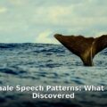 sperm whale speech patterns - home improvement article image 1