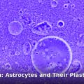 astrocytes plastic networks - home improvement article image 1