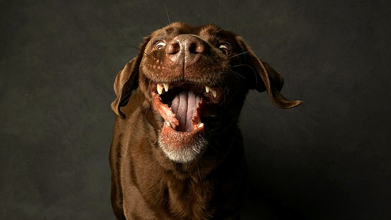 perfectly timed funny photos - tech article image 2