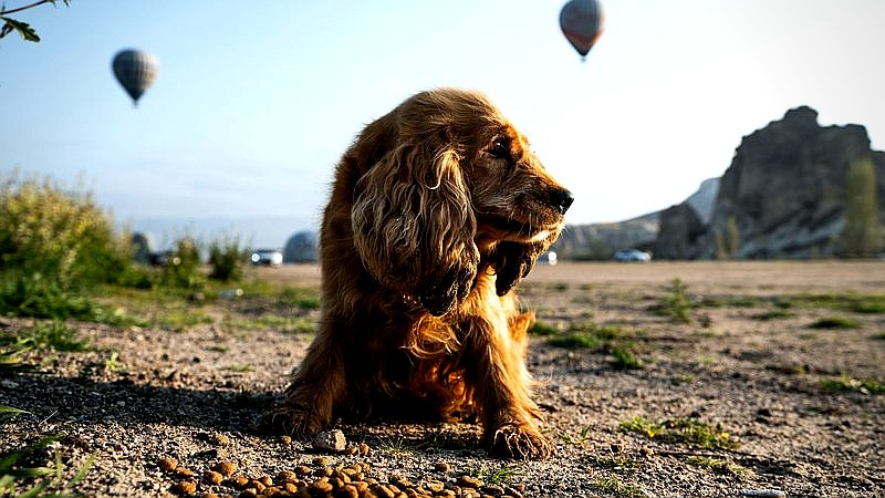 perfectly timed funny photos - tech article image 3