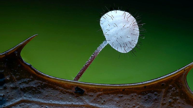 fungus storms - health article image 2