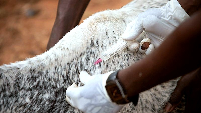 Ebola outbreaks DRC - health article image 2