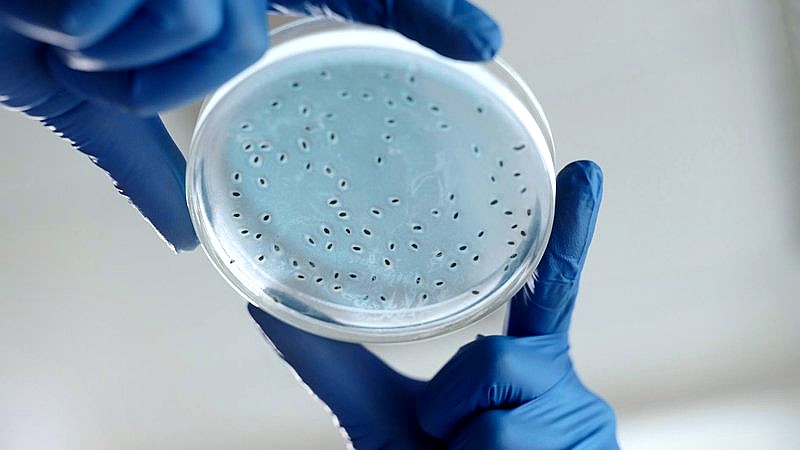 Google mosquito release - health article image 3