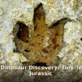 dog-sized dinosaur - home improvement article image 1