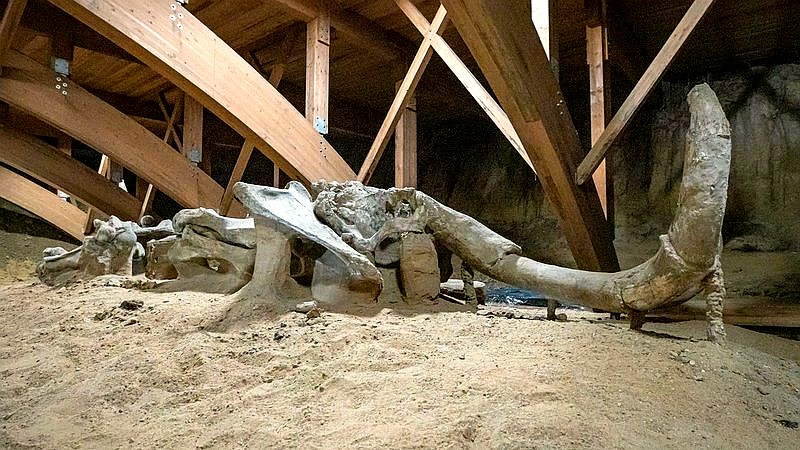 dog-sized dinosaur - home improvement article image 3