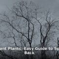 restart dormant plants - home improvement article image 1