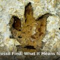 Tyrannosaur fossil - home improvement article image 1