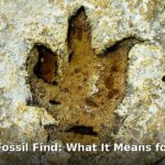 Tyrannosaur fossil - home improvement article image 1