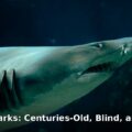 Greenland sharks - home improvement article image 1