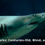 Greenland sharks - home improvement article image 1