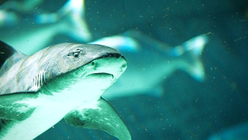 Greenland sharks - home improvement article image 3