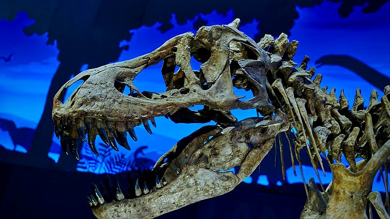 tiny T. Rex arms - home improvement article image 2