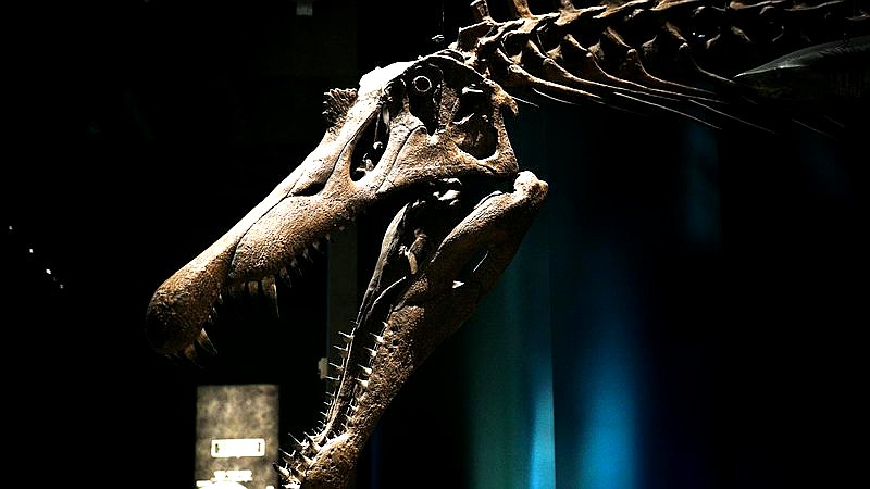 tiny T. Rex arms - home improvement article image 3